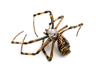 Dead Wasp spider, Argiope bruennichi,