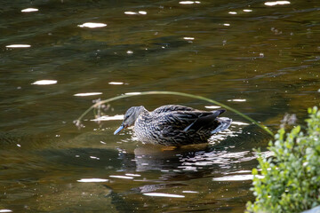 Ente am Ufer 