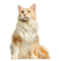Maine Coon sitting, looking up, 3 years old, isolated on white