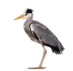 Side view of a Grey Heron standing, Ardea cinerea, isolated on w