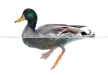 Mallard floating on the water, Anas platyrhynchos, isolated on w