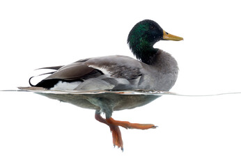 Side view of a Mallard floating on the water, Anas platyrhynchos, isolated on white