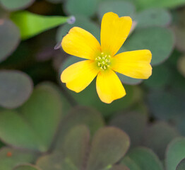 Beautiful close-up of oxalis corniculata
