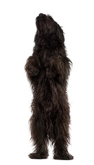 Male Catalan sheepdog on hind legs, like a bear, isolated on whi
