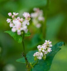 Beautiful close-up of fagopyrum esculentum