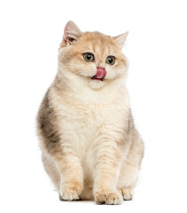 British shorthair sitting, licking its lips, isolated on white