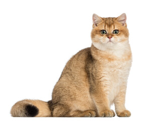 British shorthair sitting, looking at the camera, isolated on white