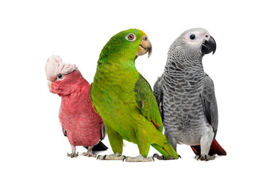 Obraz na płótnie Canvas Group of parrots