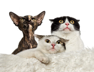 Worried cats