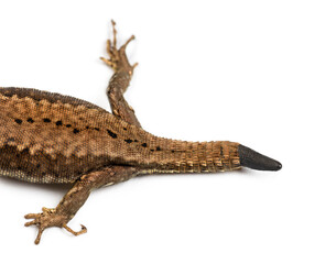 Top view of a Wall lizard with its tail cut