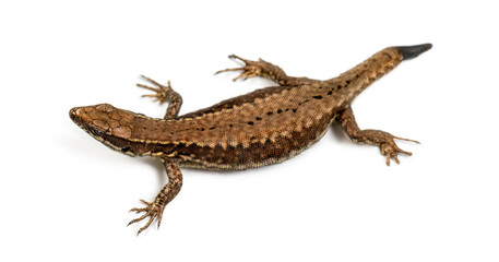 Top view of a Wall lizard with its tail cut
