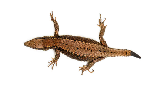 Top view of a Wall lizard with its tail cut