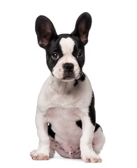 French Bulldog puppy (3 months old)