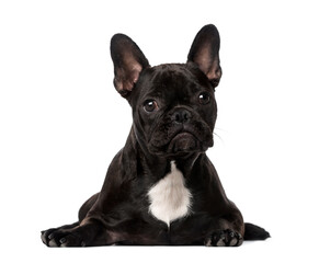French Bulldog lying