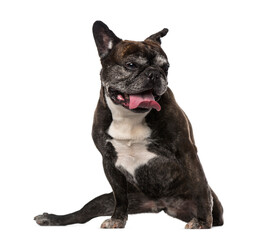 French Bulldog (7 years old)