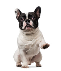 French Bulldog (18 months old)