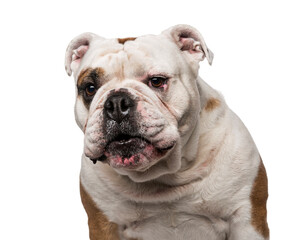 Fototapeta premium English Bulldog (6 years old)