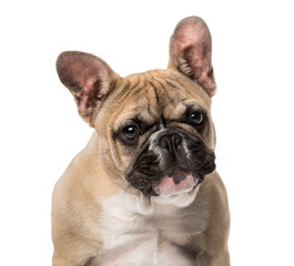 French Bulldog puppy (5 months old)