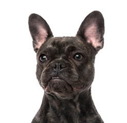 French Bulldog (1 year old)