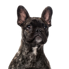 French Bulldog puppy (5 months old)