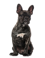 French Bulldog puppy (5 months old)