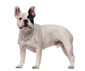 French Bulldog (4 years old)