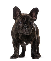 French Bulldog puppy (3 months old)
