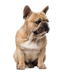 Fototapeta premium French Bulldog (1,5 year old)