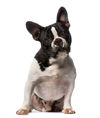 Fototapeta premium French Bulldog (3 years old)