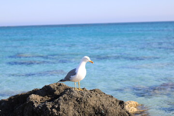 Seagull on Coastal Rock Looking at the Sea.
A calm seagull perched on a dark rock near the clear turquoise sea. Tranquil summer atmosphere on a sunny Mediterranean shoreline.
