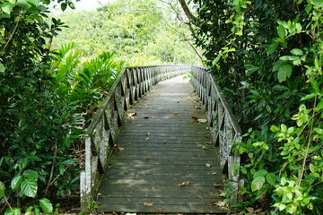 Fototapeta premium Serene Wooden Boardwalk Path Through Lush Greenery Tranquil Nature Walk