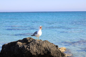 Seagull Standing on Rock with Open Beak by the Sea.
A seagull standing on a rock near the clear...