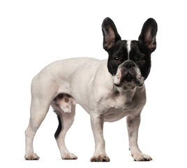 French Bulldog (3 years old)