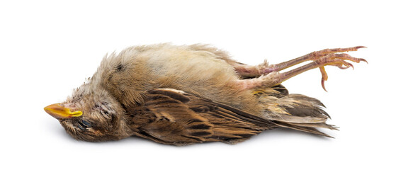 Dead House Sparrow
