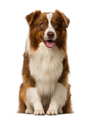 Obraz na płótnie Canvas Border collie sitting