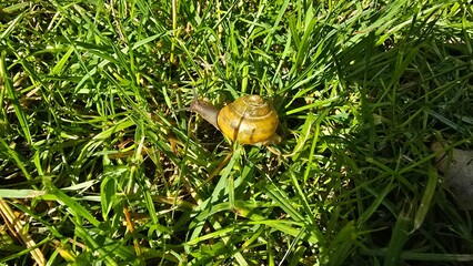snail on a leaf © Miroslaw