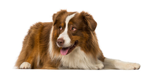 Border collie lying and looking away