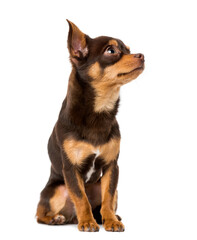 chihuahua (9 months old)
