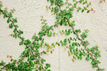 初夏に伸びるツタ