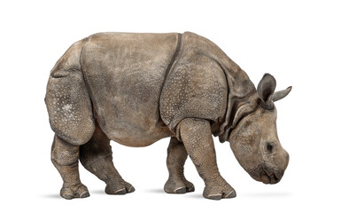 Obraz premium Young Indian one-horned rhinoceros (8 months old)