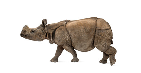 Obraz premium Indian one-horned rhinoceros