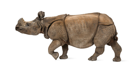 Indian one-horned rhinoceros
