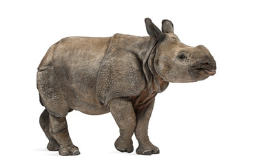 Fototapeta premium Young Indian one-horned rhinoceros (8 months old)