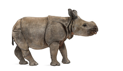 Obraz premium Young Indian one-horned rhinoceros (8 months old)