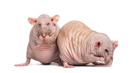 Two Hairless Rats (2 years old)