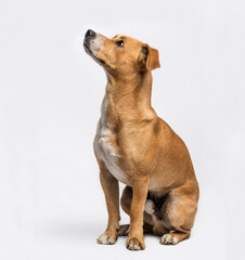 Crossbreed sitting and looking up