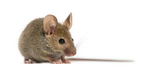 Obraz premium Wood mouse in front of a white background