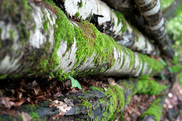 birch logs overgrown with moss in green forest