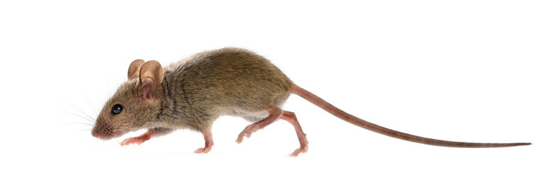 Wood mouse in front of a white background