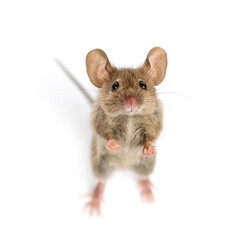 High view of a Wood mouse looking in front of a white background